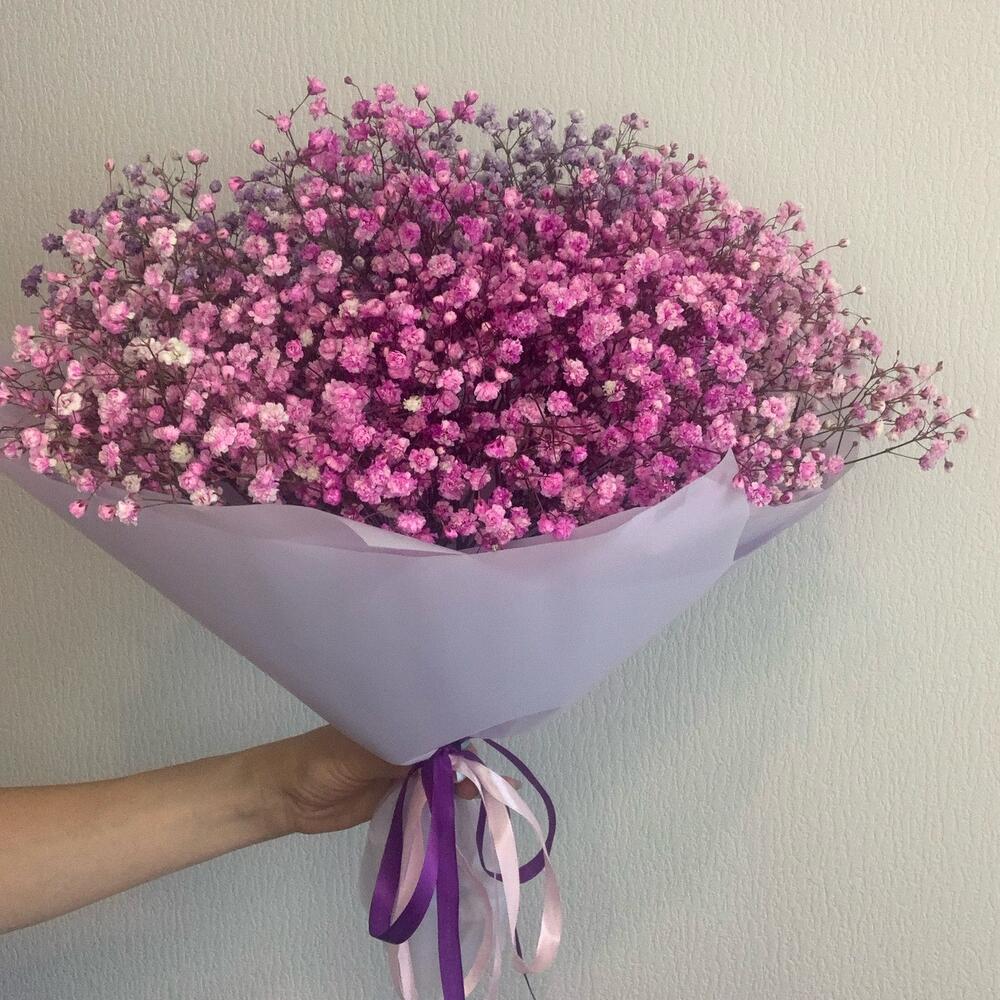 Розовая Гипсофила «Ягодка» Розовая Гипсофила «Ягодка»